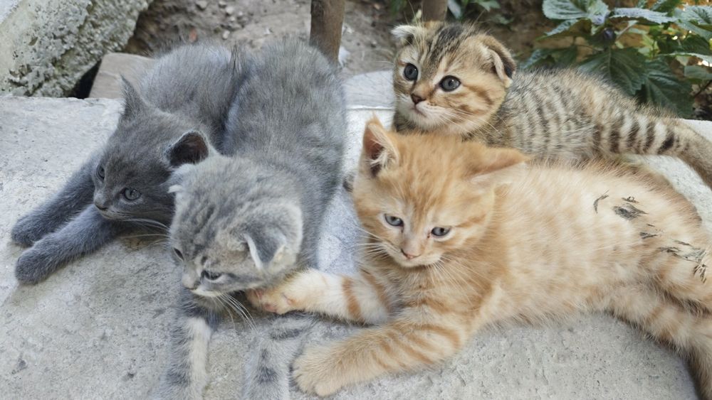 Skotish Strayt , juda chiroyli, 1,5 oydan oshdi