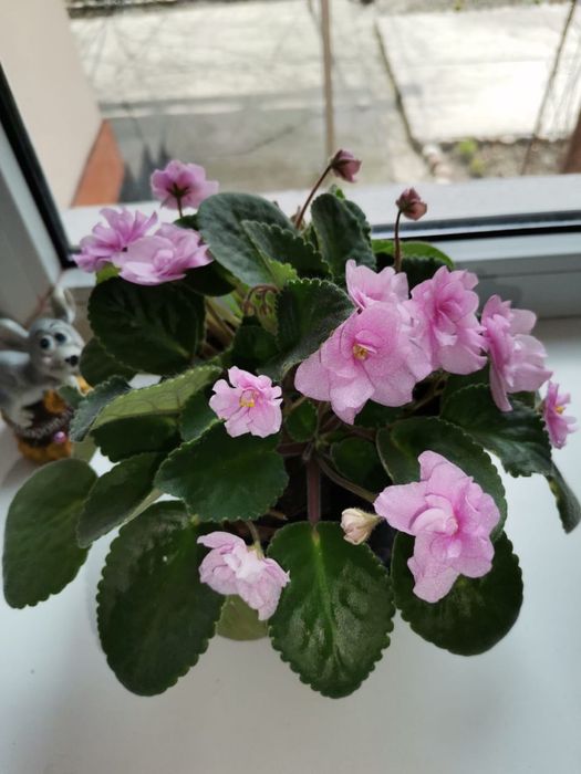 Цветок фиалка