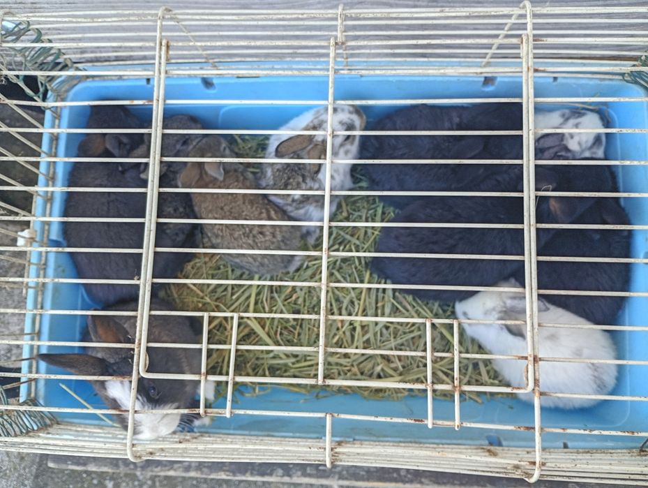 Vand iepurași de Paște