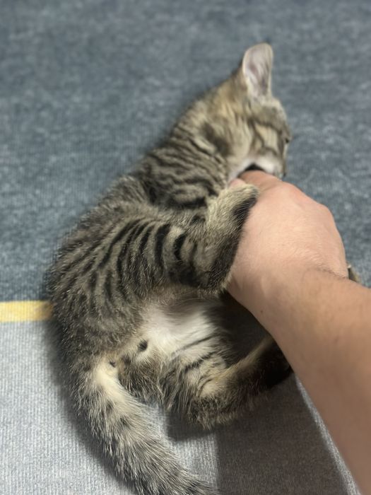 Мышық, Кот аты Мытық