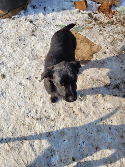 Donez cățeluși 4 luni