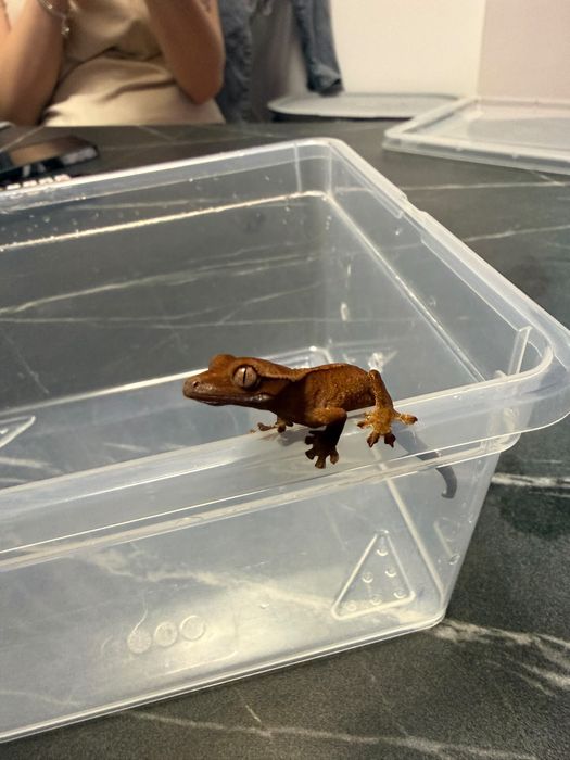 pui de crested gecko