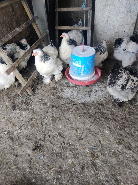 Vând găini brahman