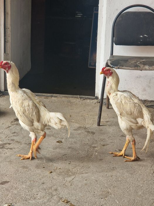 Петух  дакан белый