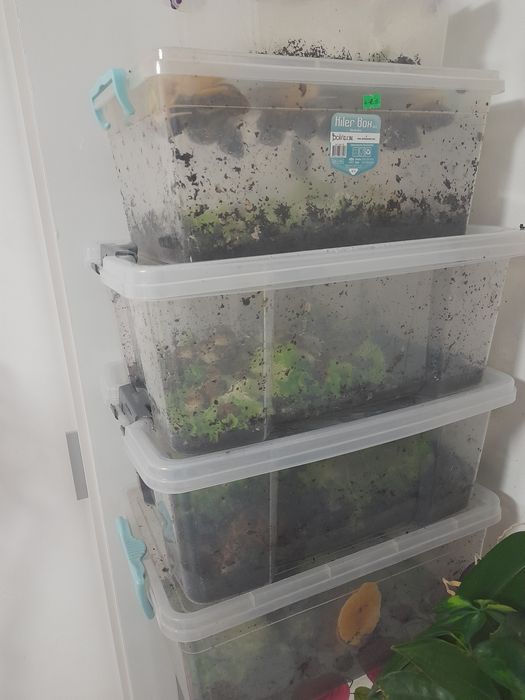 Калции и кокосова почва за охлюви