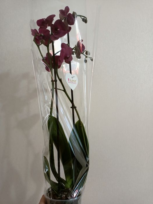 Королевские орхидеи