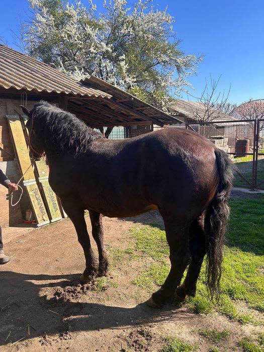 Armăsar semi-greu, 11 ani, îngrijit si vaccinat