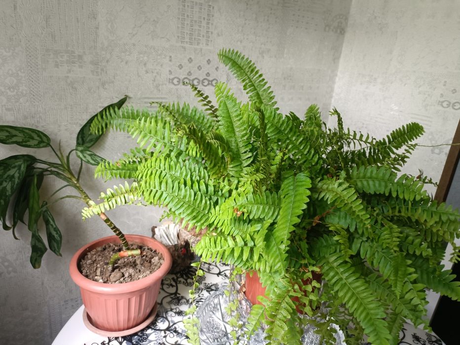 Продам домашние цветы 30000 штука