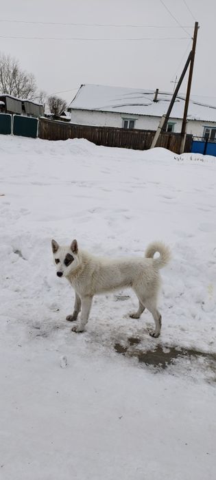 Лайка күшік сатылат