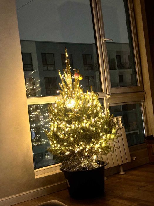 Ель живая с корнем Елка в горшке Зеленые ели и голубая ель с доставкой