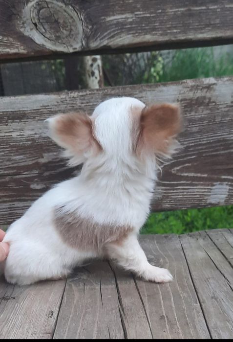 щенки чихуахуа мальчики