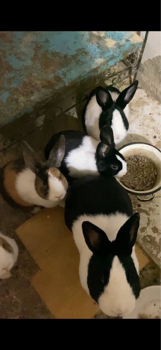 Golland panda Golland yapon zotiga mansub quyonlar sotiladi yeb ichish