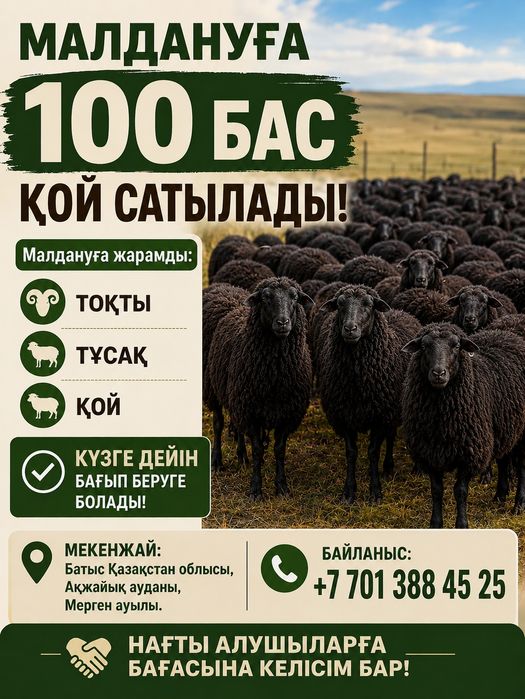 Малдануға  100 бас қазақы қойлар сатылады,