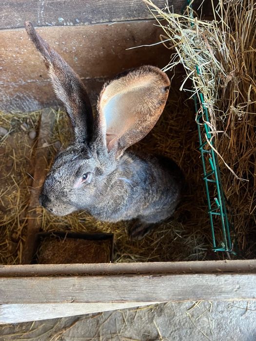 Iepuri rasa Uriaș German