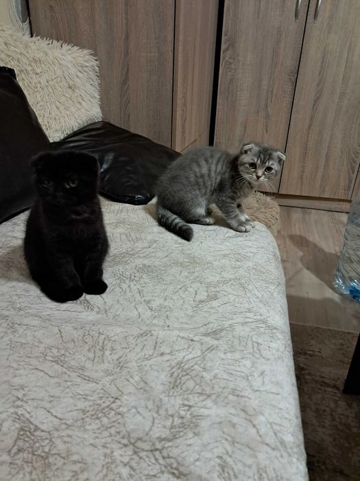 Британско късокосместо коте