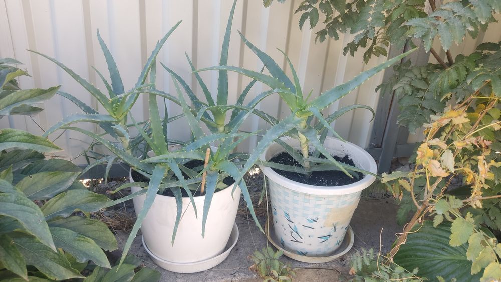 Алое столетник, лечебный