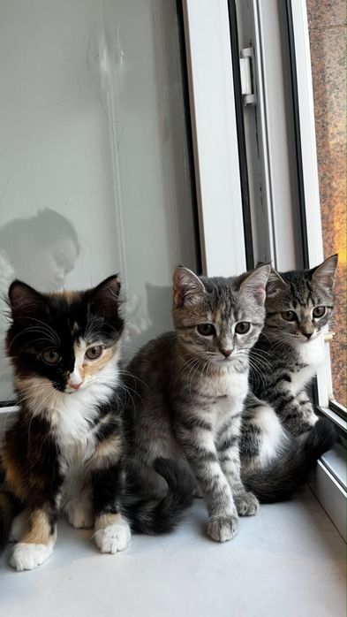 Котенки 3иесяца девочки