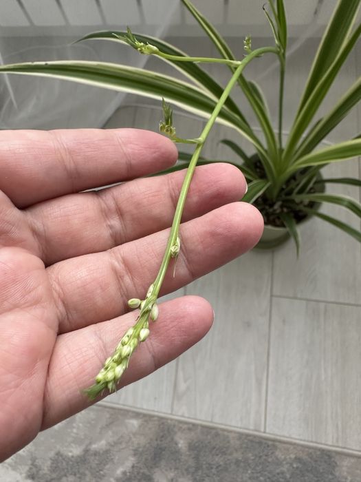 Хлорофитум Variegatum