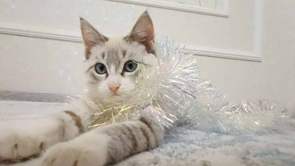 Кот пятимесячный тайский тебби очень красивый и игривый