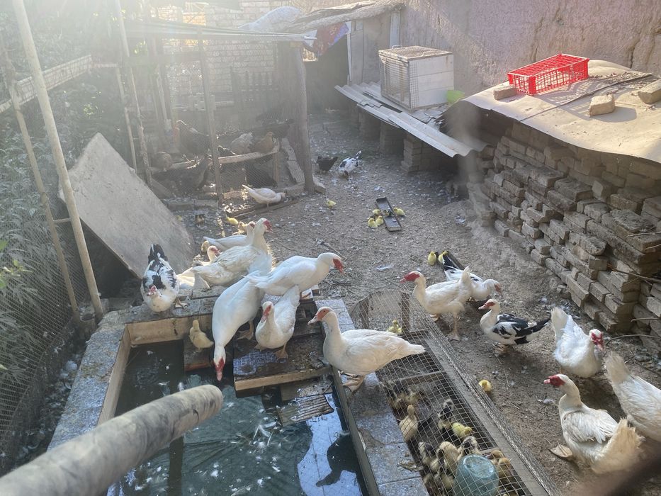 Срочно продаю Индоутки. Индоутка сотаман