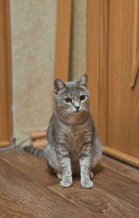 Кошка-подросток ищет дом