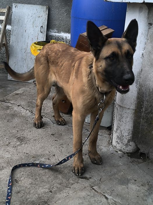 Продава се чистокръвна белгийска овчарка