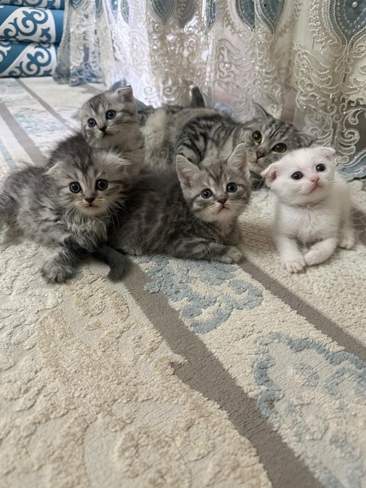 В продаже шотландские котята