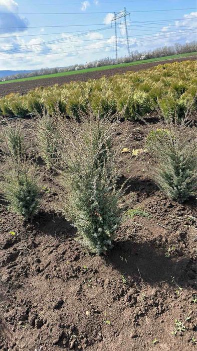 Лейланди,туя,кипариси и мн.др.РИВИЕРА-ШАКИ ЕООД