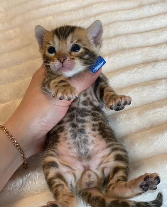 Бенгальские котята