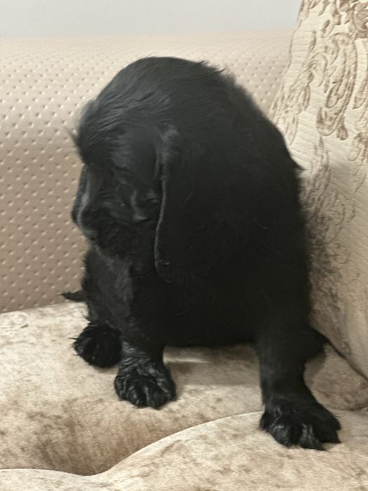 De vânzare fetiță Cocker Spaniel – 2 luni