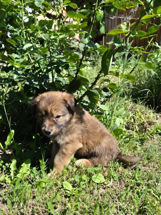 Căței,caine,înspre adoptie