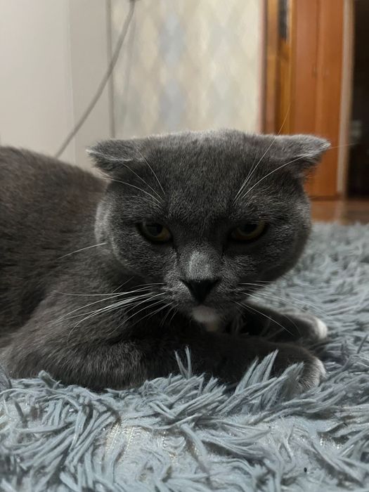 Британский кот,3 года