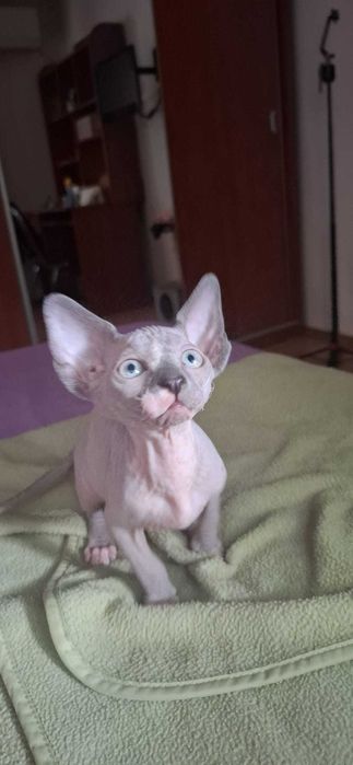 Pui pisica Sphynx/Sfinx/Sphinx