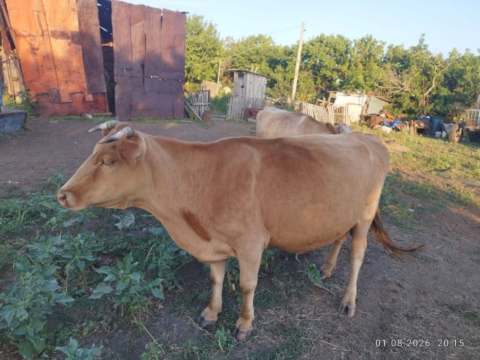 Продам дойных коров