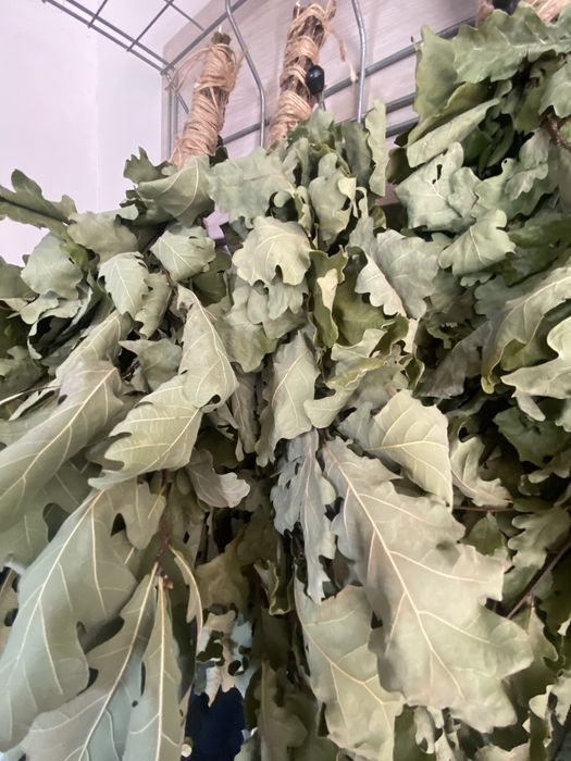 Веники   дубовые