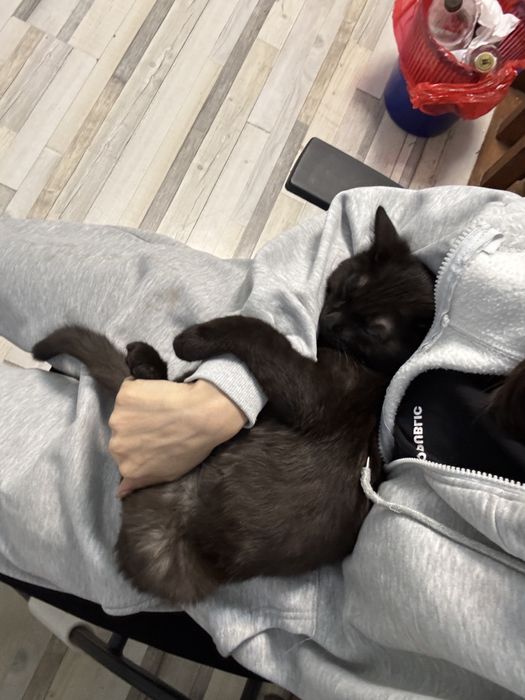 Котик 6мес бесплатно в добрые руки