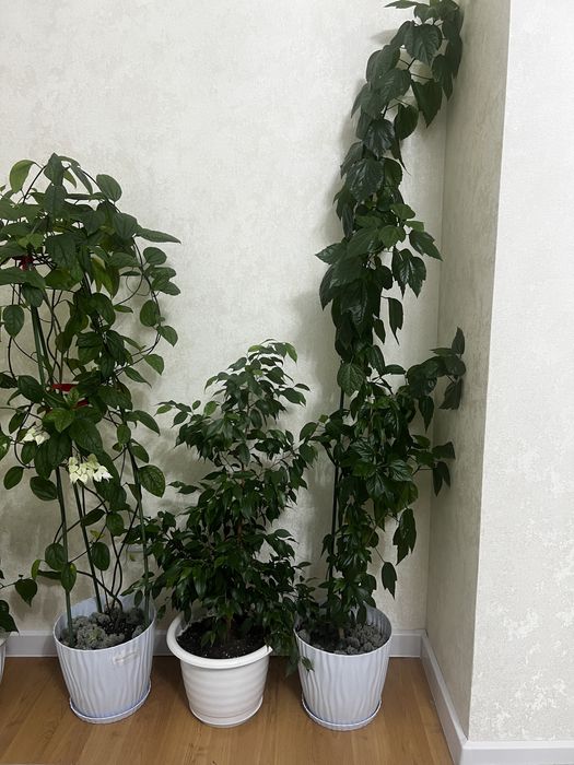 Продам комнатные цветы