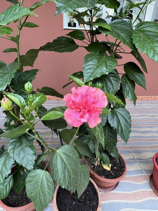 Liliac Indian Fucsia și Mov1,5 m