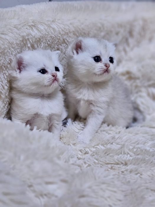 Британские Котята шиншиллы
