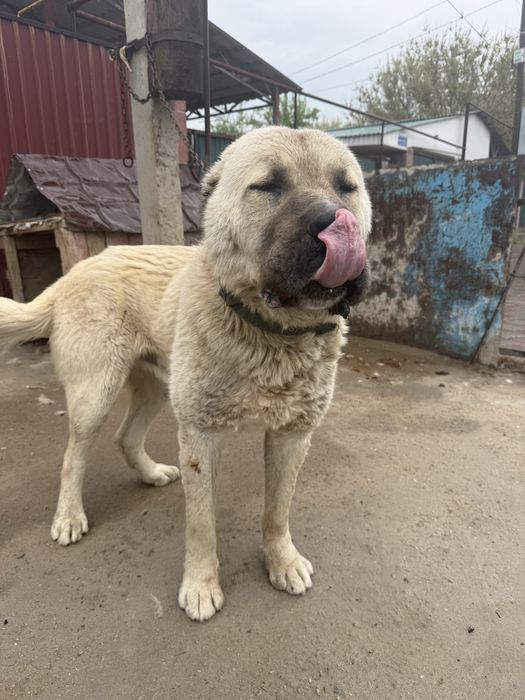 Вязка Алабай азият