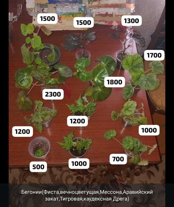 Комнатные цветы и отростки