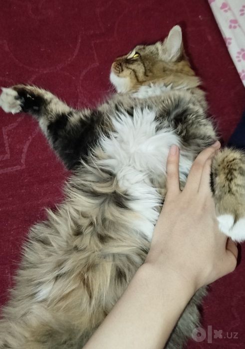 Jinsi ayol ogʻirligi 3.6kg 1 yoshu 6 oylik