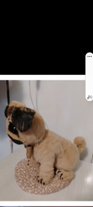 Продам  Мопса в наличии