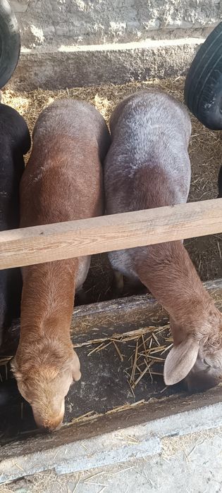 Qoʻchqorlar sotiladi