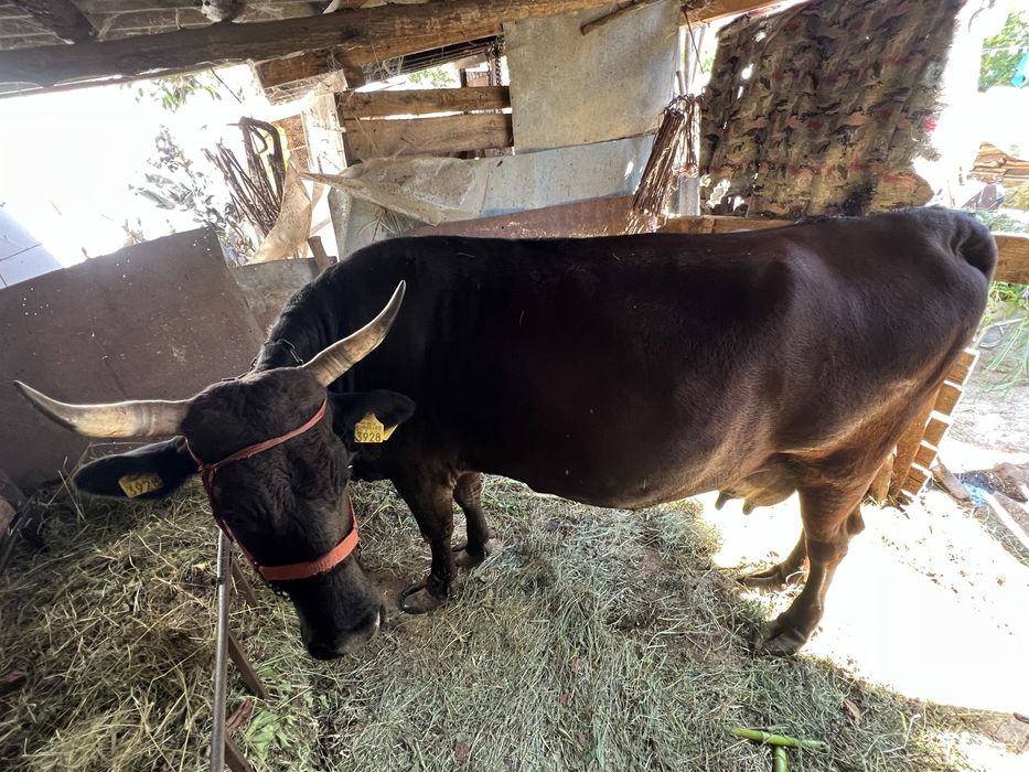 vaca cu vitel de vanzare