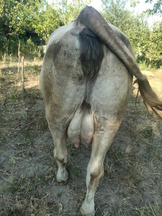 Vând vaca de patru ani