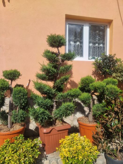 Pompon bonsai leylandi