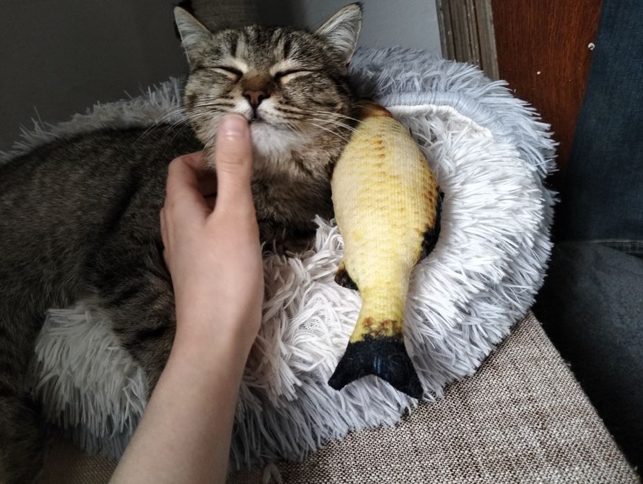 Стерилизованная кошка ищет дом!