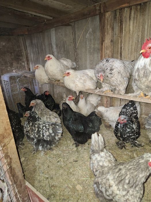 Декоративные куры