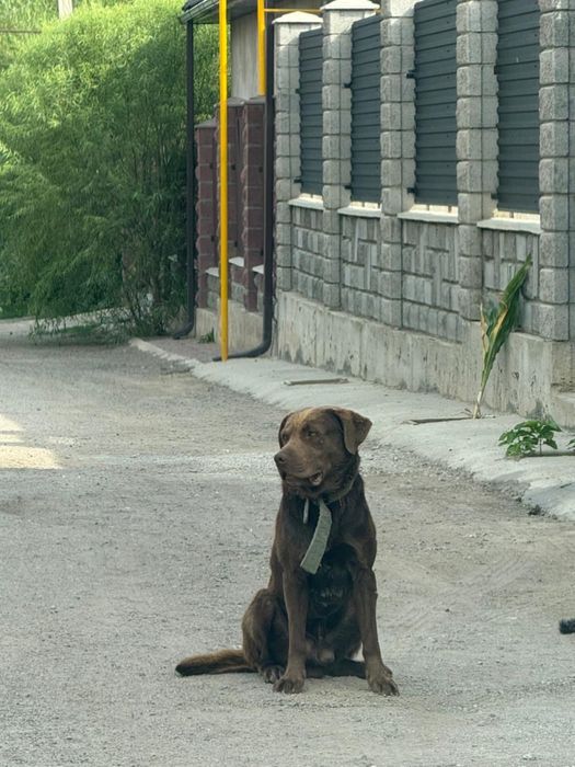 Вязка срочно ретривер лобродор